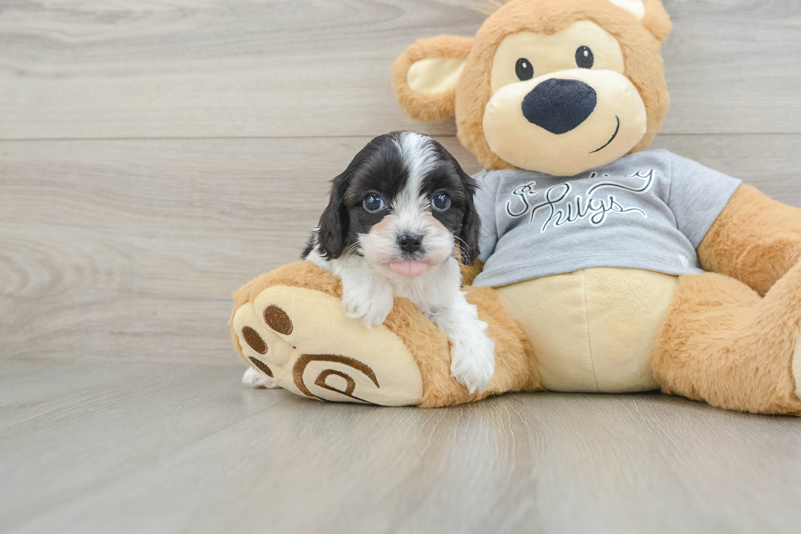Best Cavapoo Baby