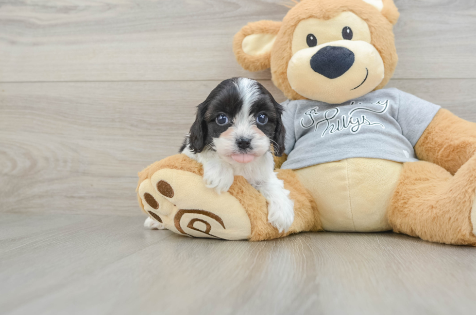 5 week old Cavapoo Puppy For Sale - Puppy Love PR