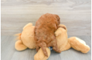 Cute Cavapoo Baby