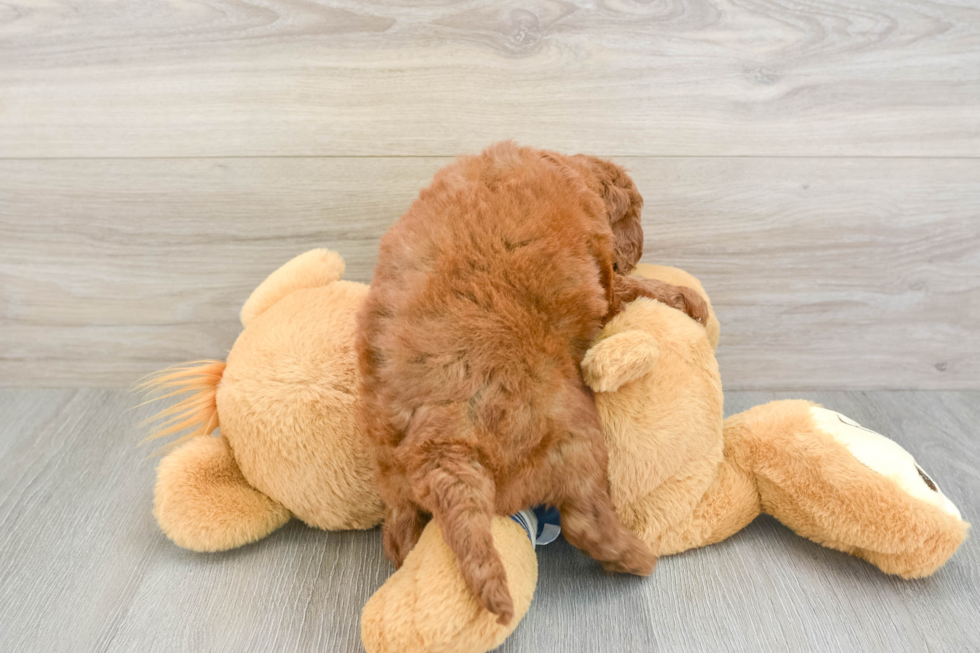 Cute Cavapoo Baby