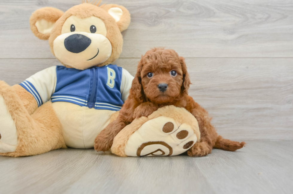 6 week old Cavapoo Puppy For Sale - Puppy Love PR