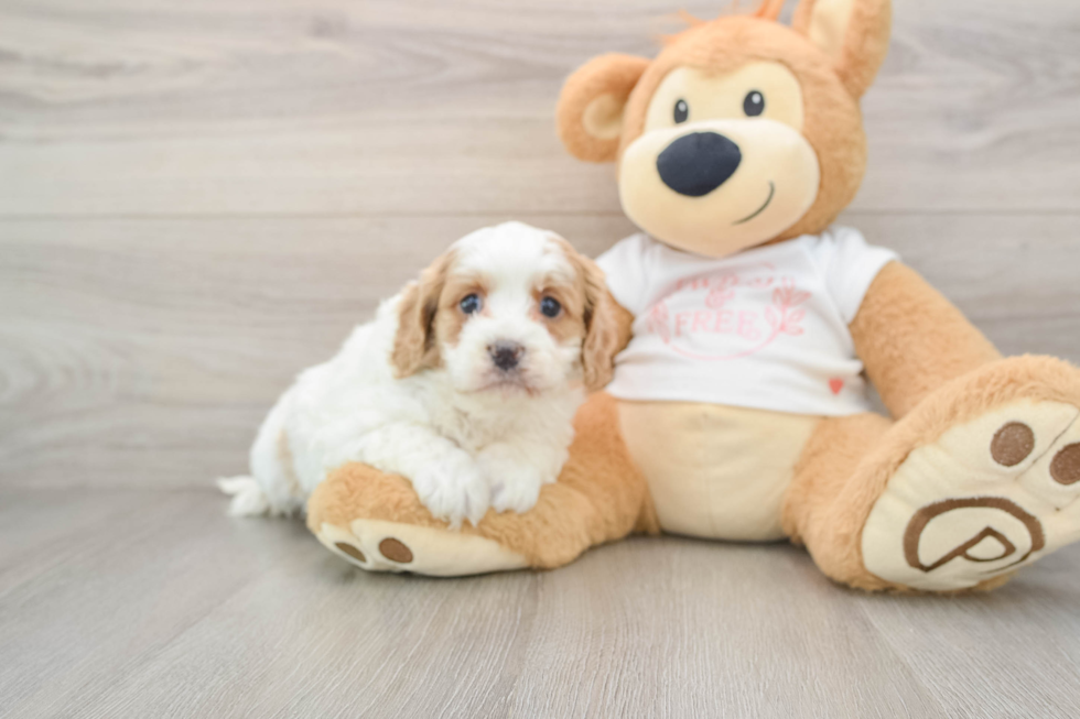 Cavapoo Puppy for Adoption