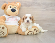 8 week old Cavapoo Puppy For Sale - Puppy Love PR