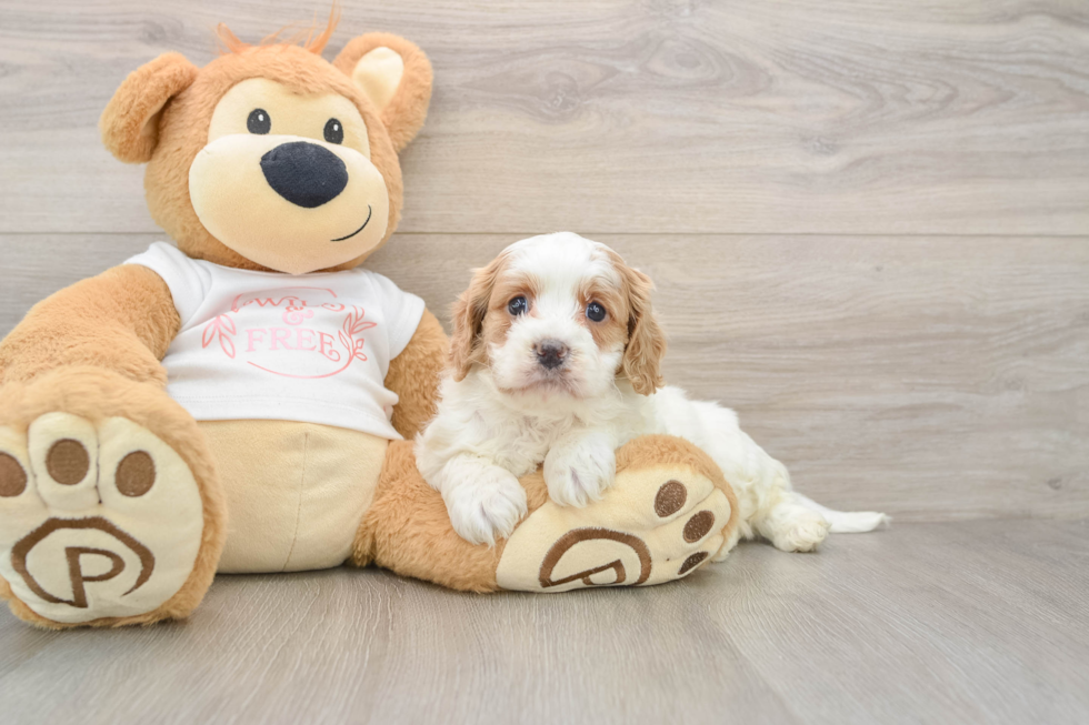 Cavapoo Pup Being Cute