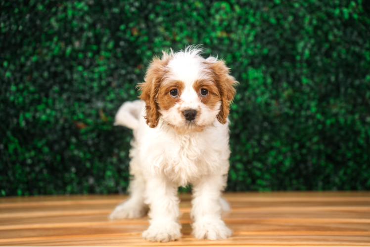 Cavapoo Puppy for Adoption