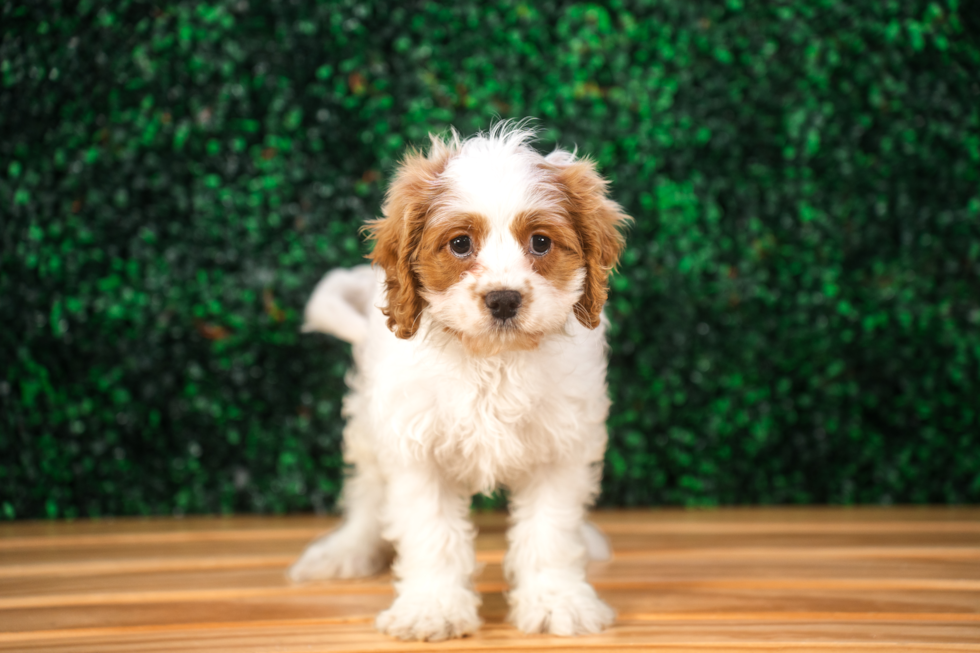 Cavapoo Puppy for Adoption