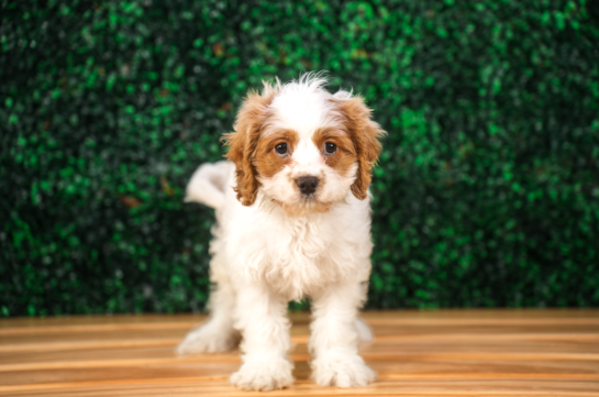 Cavapoo Puppy for Adoption