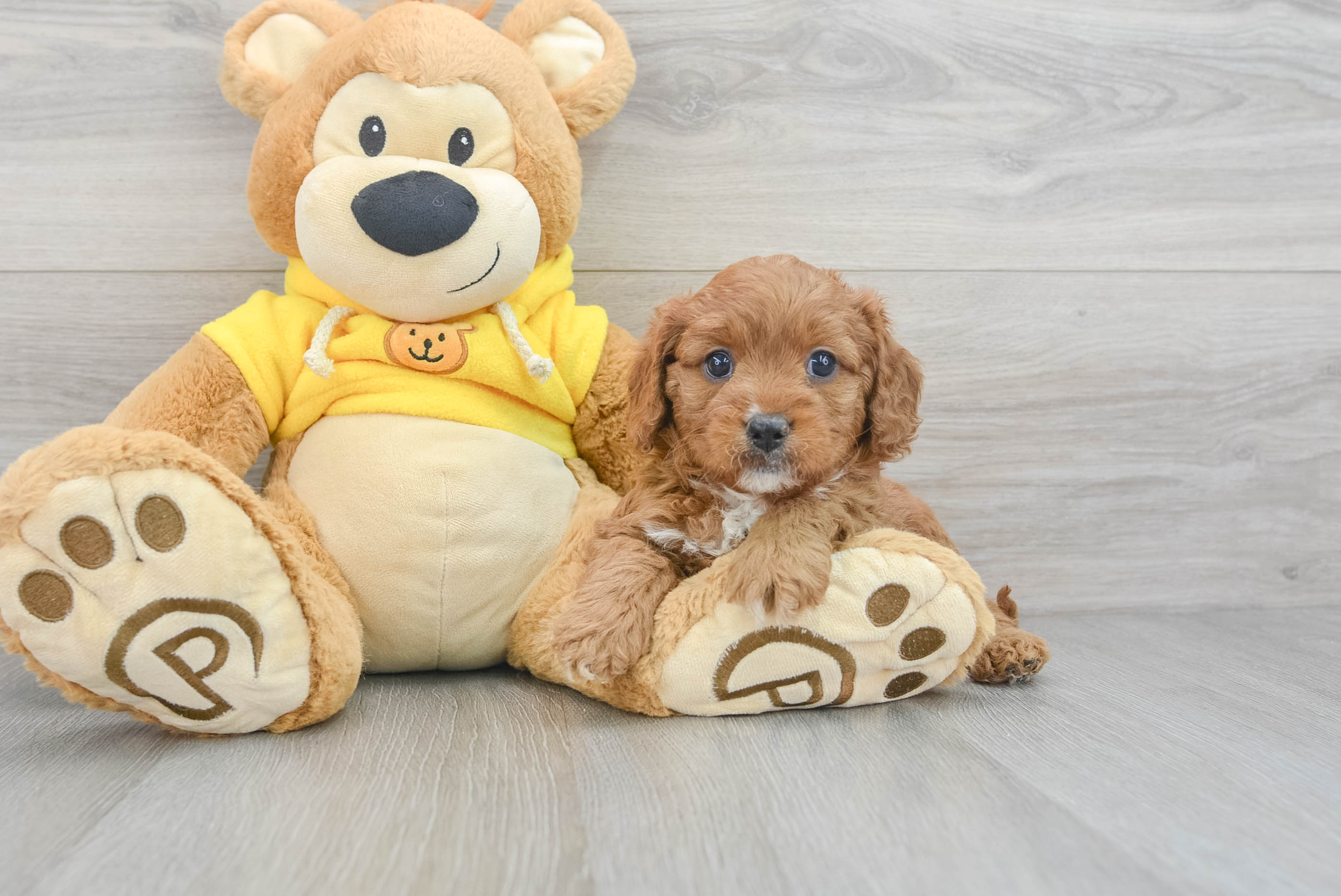 Sweet Cavapoo Baby