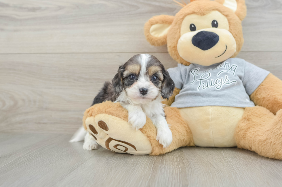 5 week old Cavapoo Puppy For Sale - Puppy Love PR