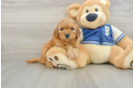 Best Cavapoo Baby