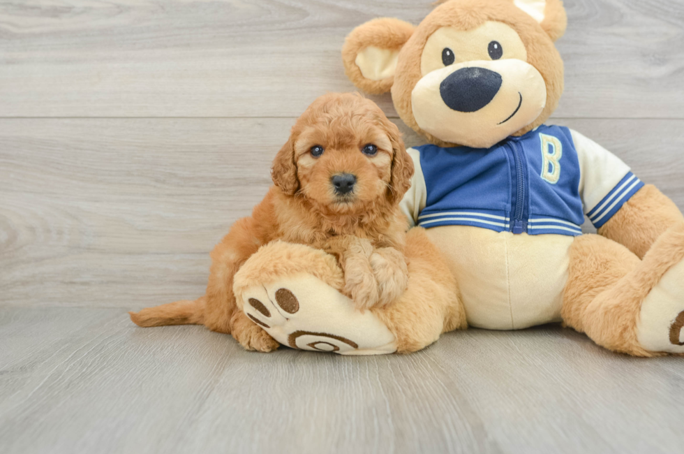 6 week old Cavapoo Puppy For Sale - Puppy Love PR