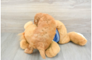 Small Cavapoo Baby
