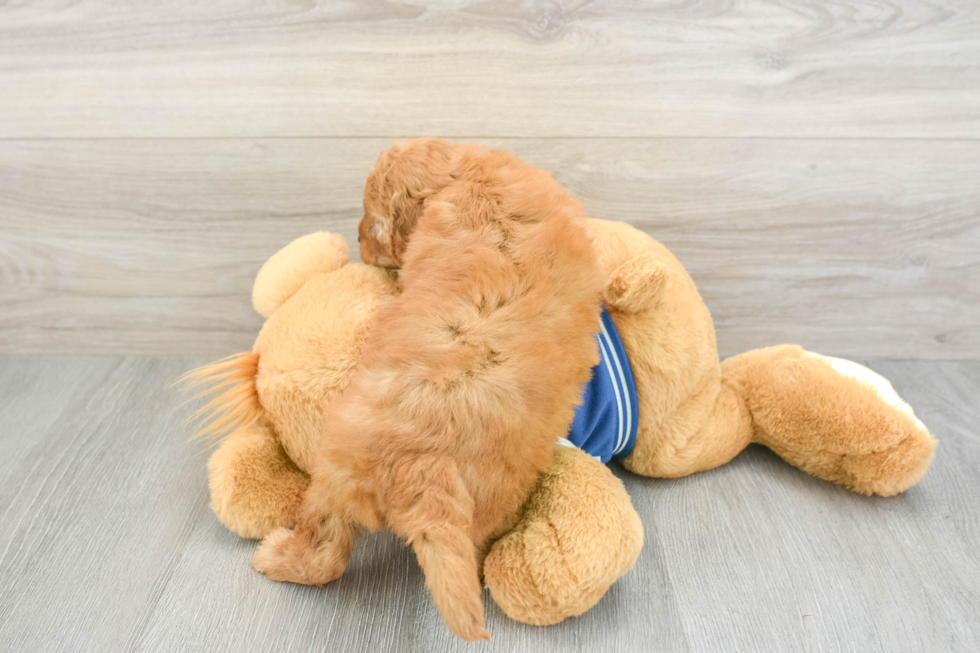 Small Cavapoo Baby