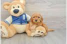 Sweet Cavapoo Baby