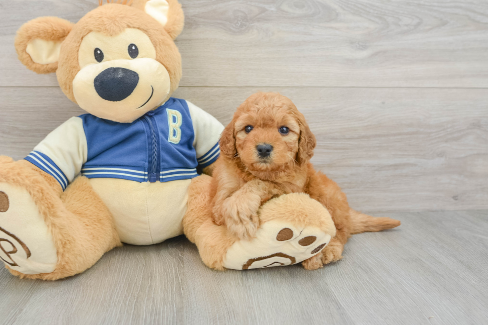 Sweet Cavapoo Baby