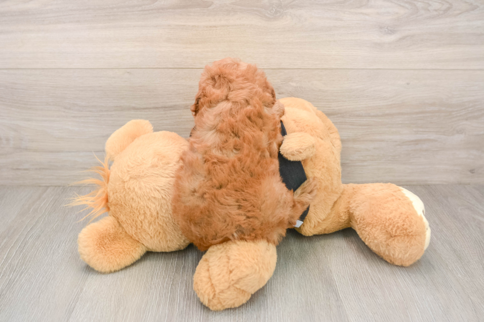 Best Cavapoo Baby