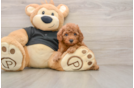 Cavapoo Pup Being Cute