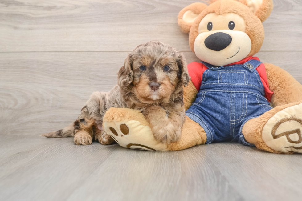 Cavapoo Puppy for Adoption