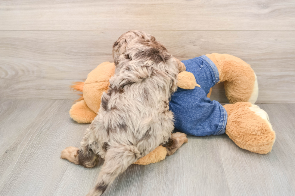 Energetic Cavoodle Poodle Mix Puppy