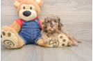 Funny Cavapoo Poodle Mix Pup