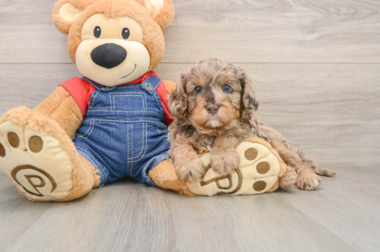 Funny Cavapoo Poodle Mix Pup