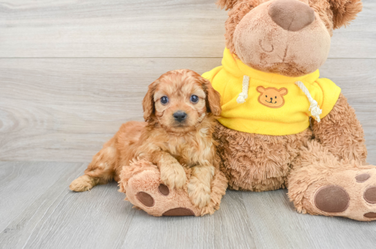 Cavapoo Puppy for Adoption