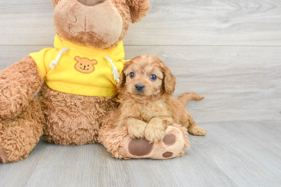 Adorable Cavoodle Poodle Mix Puppy