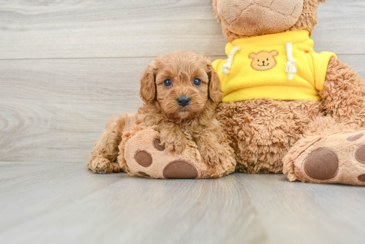 Funny Cavapoo Poodle Mix Pup