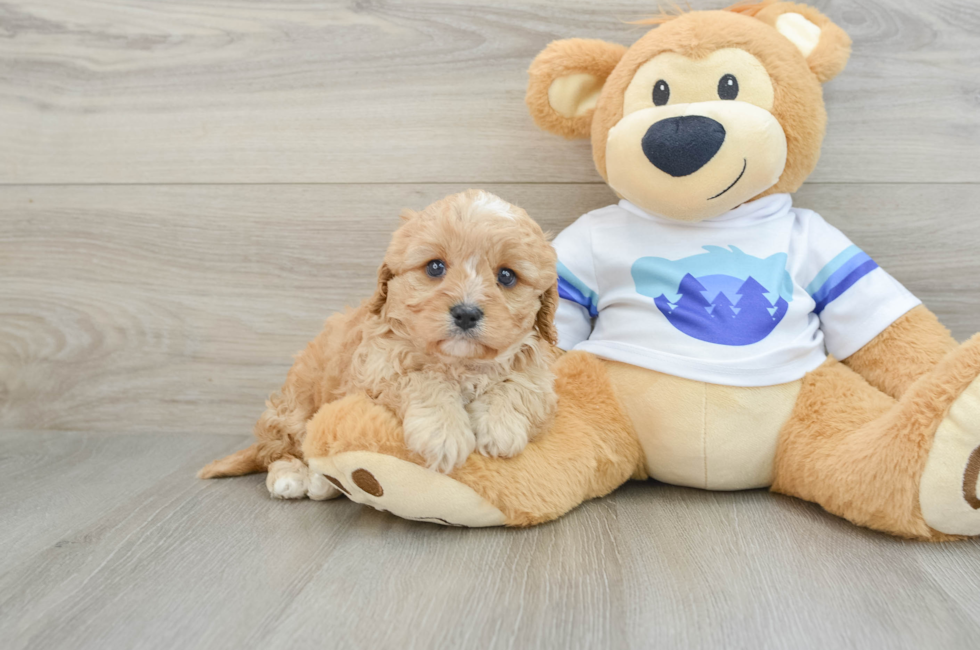 6 week old Cavapoo Puppy For Sale - Puppy Love PR