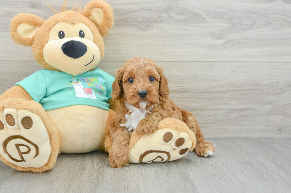 7 week old Cavapoo Puppy For Sale - Puppy Love PR