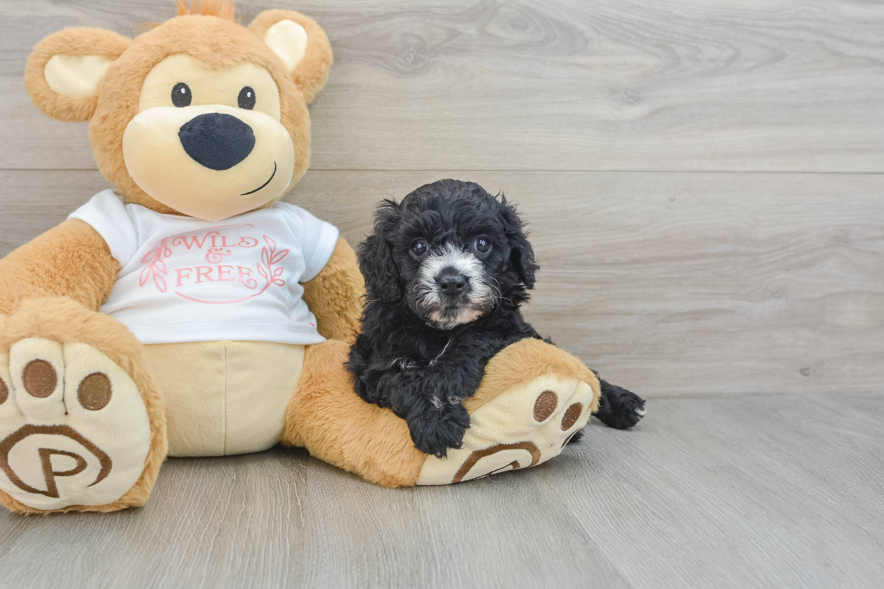 Smart Cavapoo Poodle Mix Pup