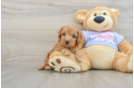 Cavapoo Puppy for Adoption