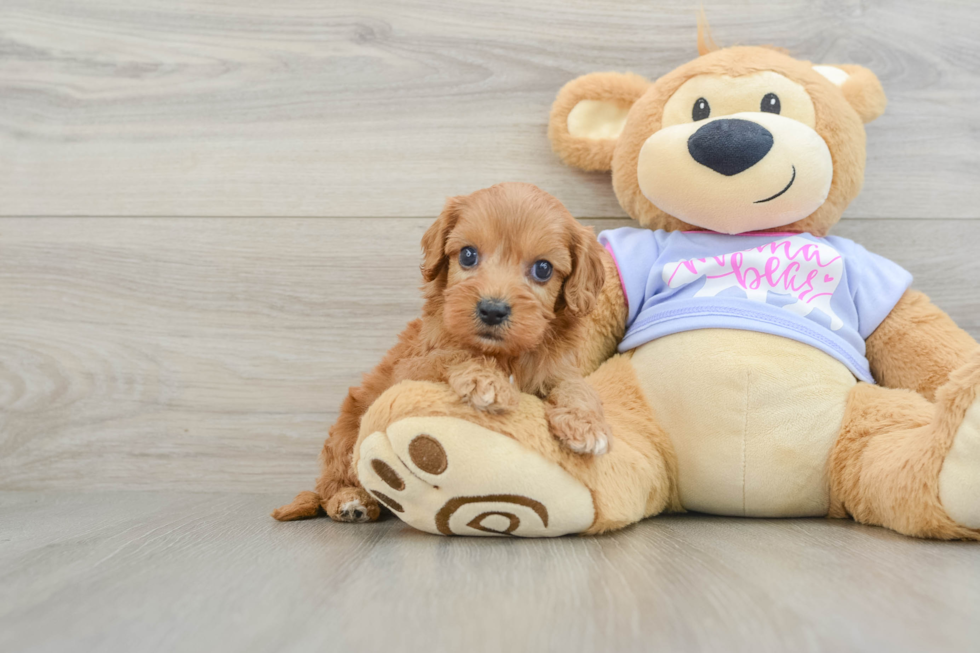Cavapoo Puppy for Adoption