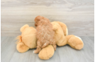 Adorable Cavalier King Charles Spaniel and Poodle Mix Poodle Mix Puppy