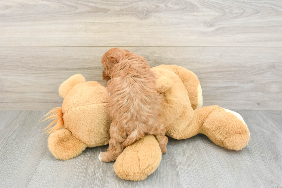 Adorable Cavalier King Charles Spaniel and Poodle Mix Poodle Mix Puppy