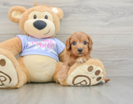 8 week old Cavapoo Puppy For Sale - Puppy Love PR