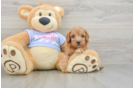 Energetic Cavoodle Poodle Mix Puppy