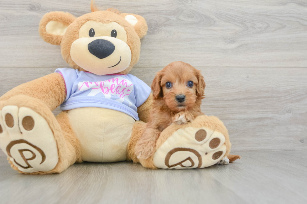 6 week old Cavapoo Puppy For Sale - Puppy Love PR