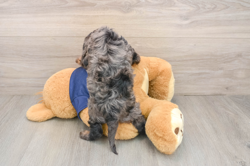 Cavapoo Puppy for Adoption