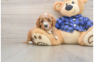 Cute Cavapoo Baby