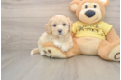 Best Cavapoo Baby