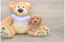 Small Cavapoo Baby