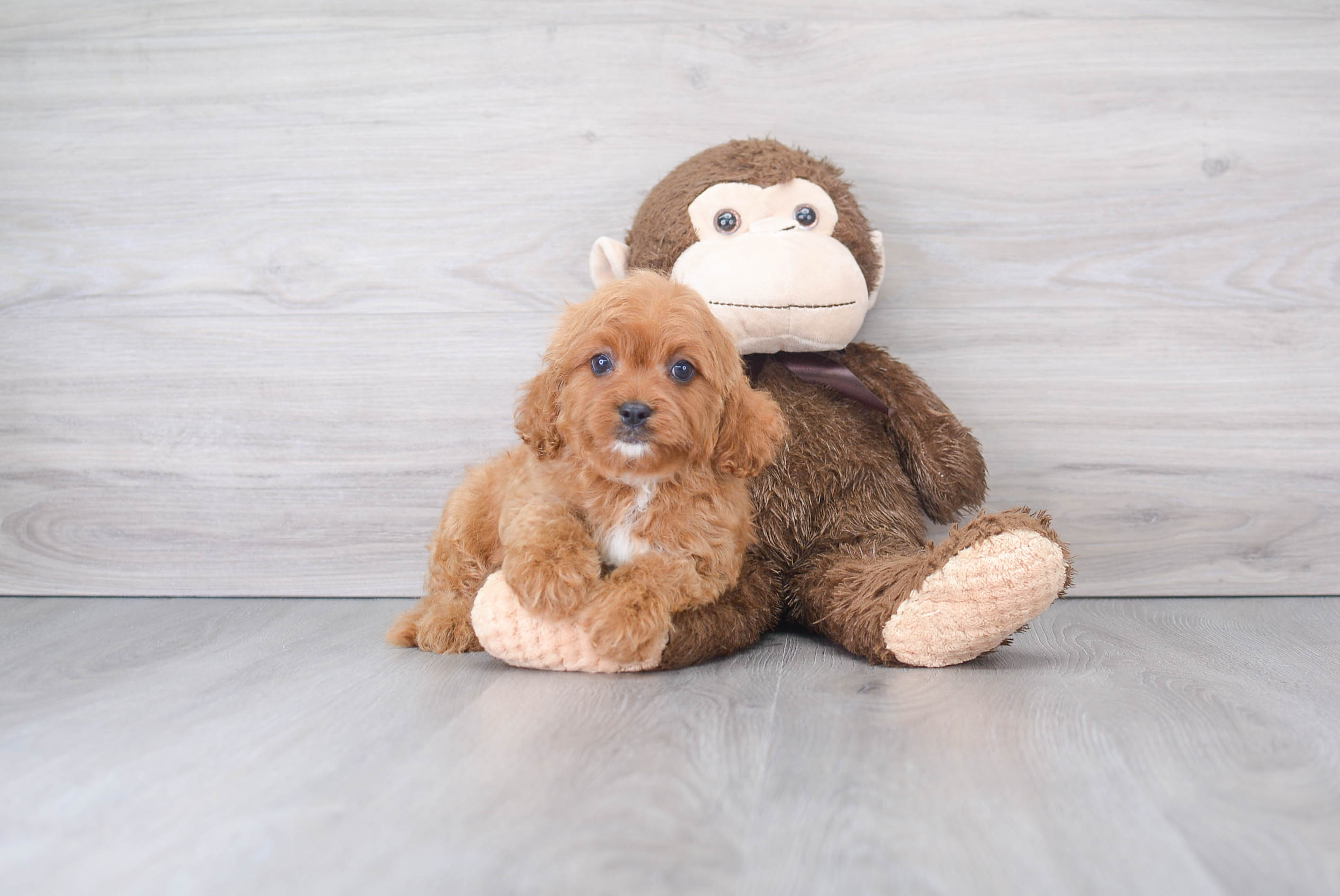 Cavapoo Puppy for Adoption
