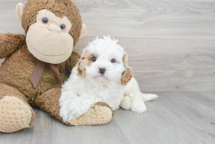 Sweet Cavapoo Baby