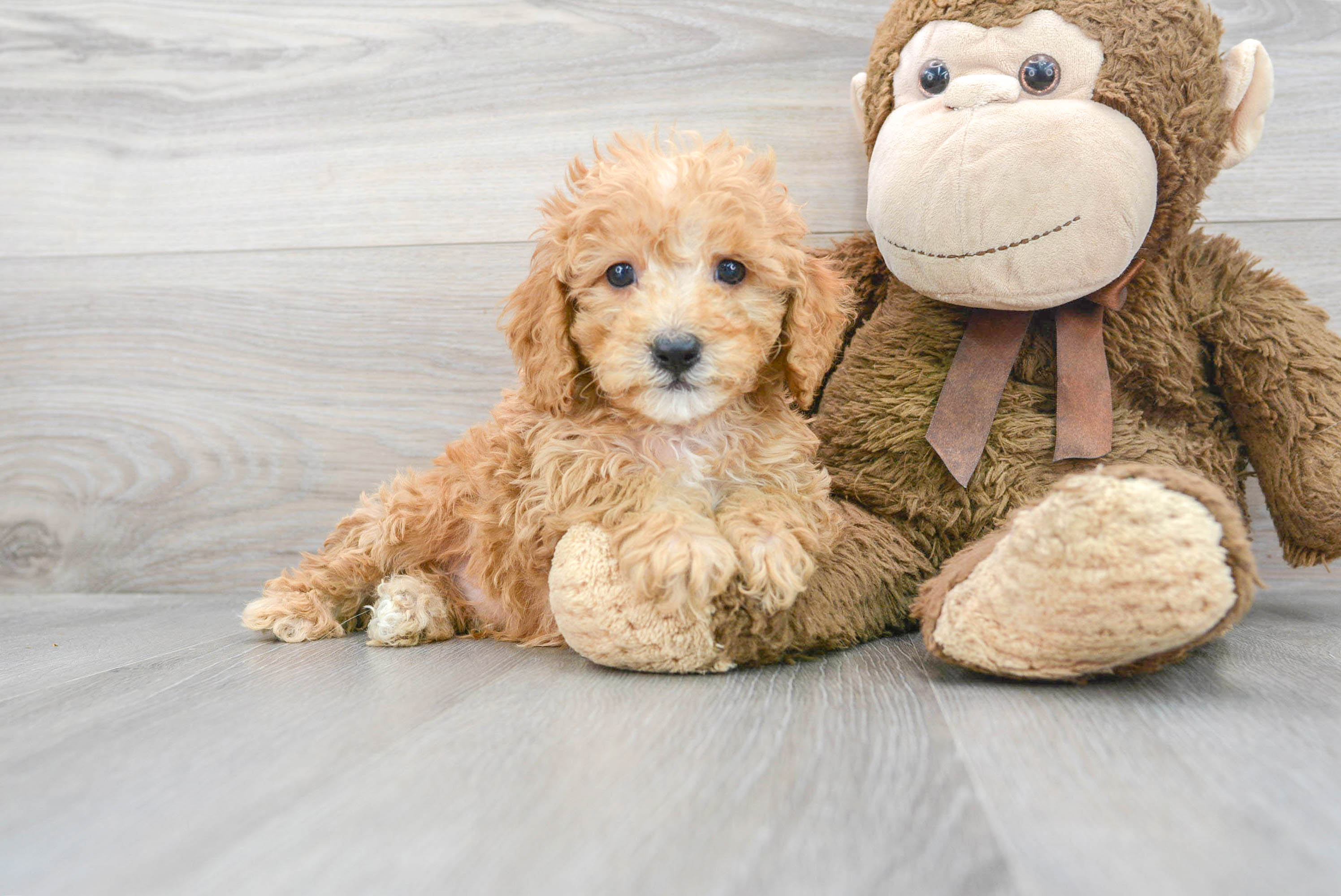 Best Cavapoo Baby