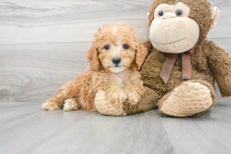 Meet Zain - our Cavapoo Puppy Photo 1/3 - Puppy Love PR Best Cavapoo Baby