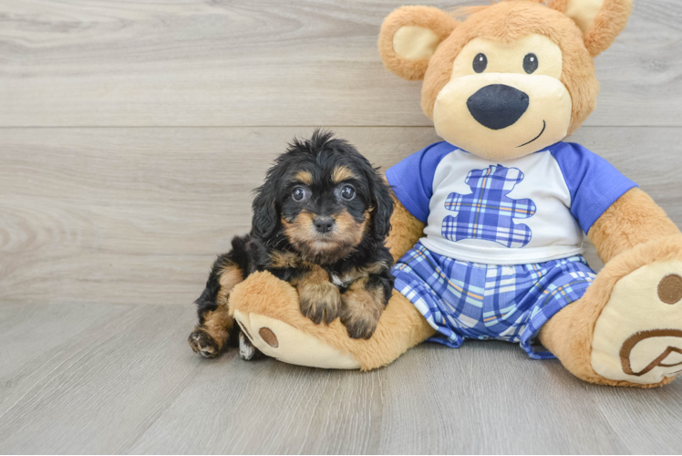 Little Cavipoo Poodle Mix Puppy