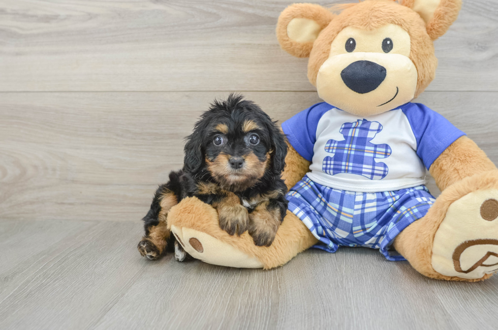 7 week old Cavapoo Puppy For Sale - Puppy Love PR