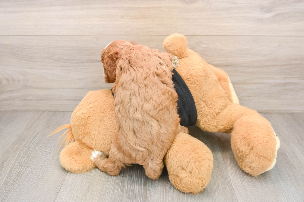 Hypoallergenic Cavadoodle Poodle Mix Puppy