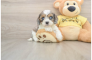 Cavapoo Pup Being Cute